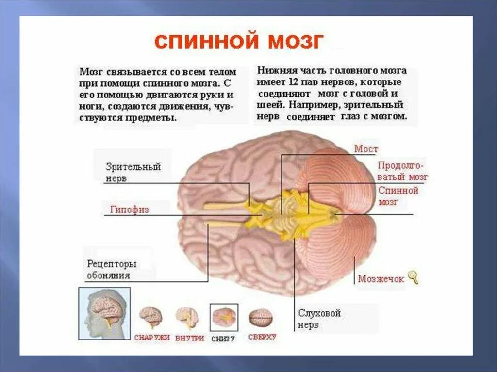 Мозг имеет полость. Головной и спинной мозг. Соединение спинного и головного мозга. Спинной мозг и головной мозг.