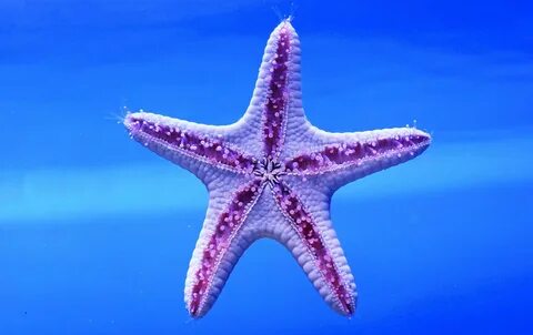 Покажи морскую звезду