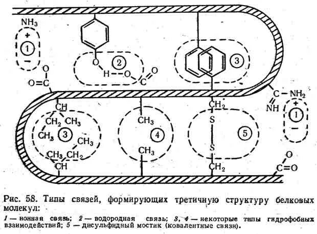 Типы связей стабилизирующих третичную структуру белка. Гидрофобные связи в третичной структуре. Связи стабилизирующие третичную структуру. Типы связей в третичной структуре белка. Третичную структуру белка стабилизируют