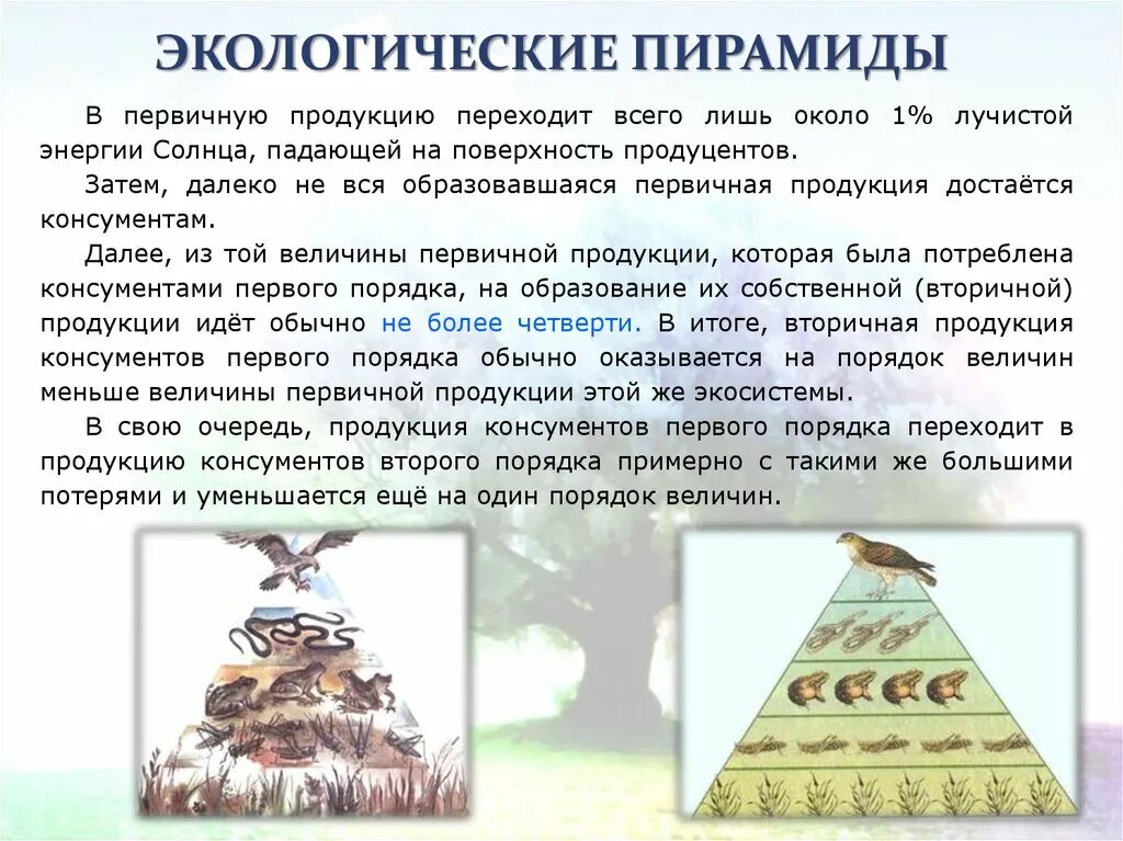 Пирамиды биология 11 класс. Экологическая пирамида это в биологии 11 класс. Правило экологической пирамиды Линдемана. Экологическая пирамида примеры. Экологическая пирамида энергии.