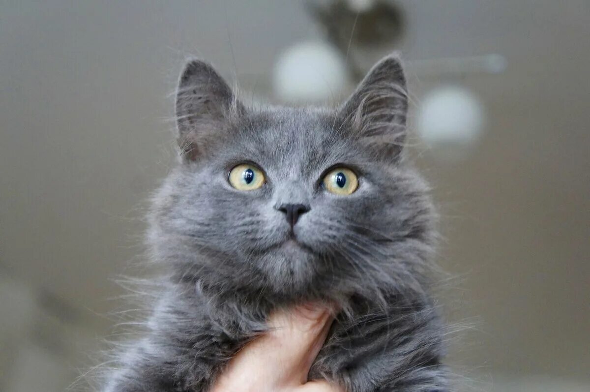 Котята бесплатнр - купить в Звенигороде, бесплатно, продано 17 декабря 2018 - Ко