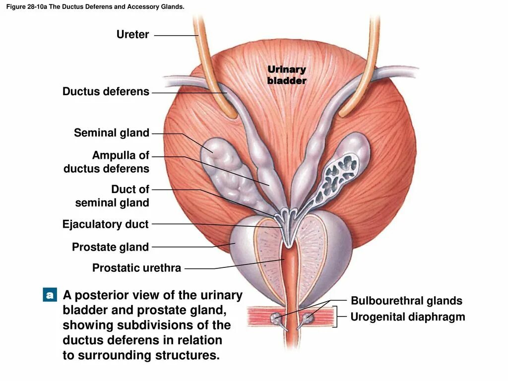 семенной бугорок предстательной железы. аденома предстательной железы. предстательной железы у женщин. карцинома предстательной железы. простатическая уретра.