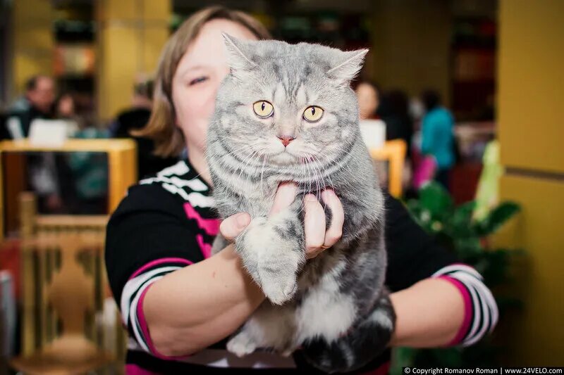 выставка котят красноярск. выставка кошек вднх. план выставки кошек. тц pm выставка кошек. выставка котят красноярск.