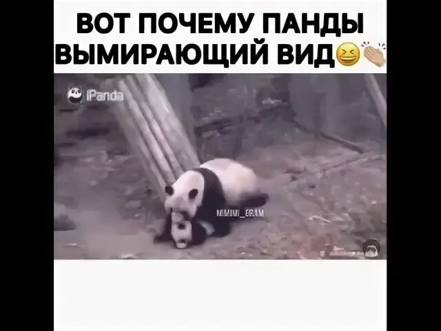 Нападают ли панды. Панда исчезающий вид. панды вымирают. исчезновение панд.