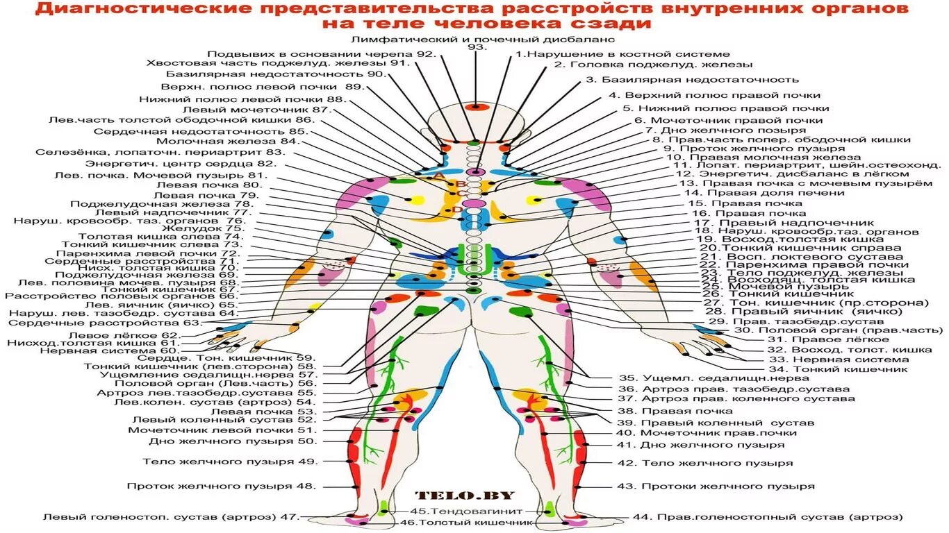 Огулов книги купить. Зоны внутренних органов на теле человека по Огулову. Огулов проекционные зоны внутренних органов на лице. Огулов схема человека. Огулов проекционные зоны внутренних органов.