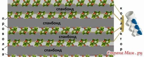 Через сколько сантиметров сажать клубнику
