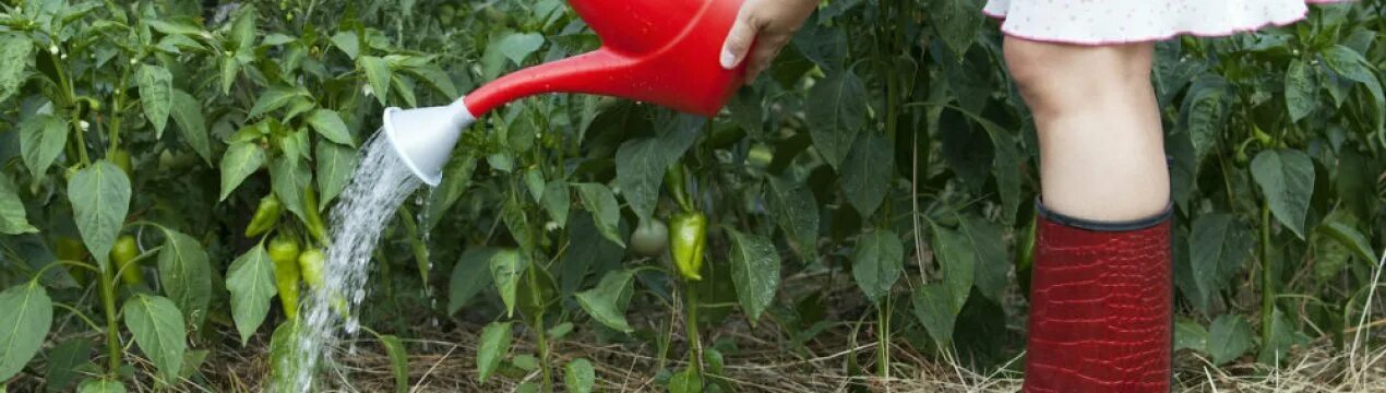 Можно поливать перцы. Удобрение рассады золой. Можно поливать перцы. Можно поливать перцы. Можно поливать перцы.