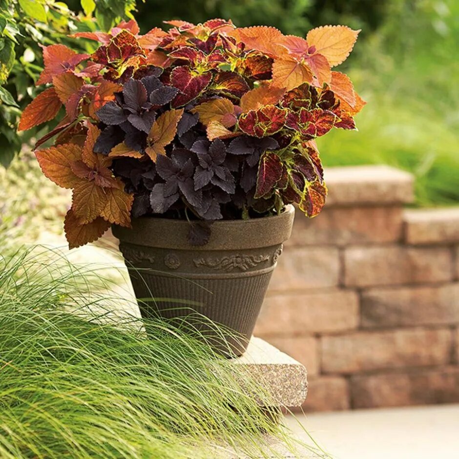 Колеус coleus sedona. Комнатные цветы полив. Комнатные растения на подоконнике. Колеус седона сансет. Бегония desert dream.