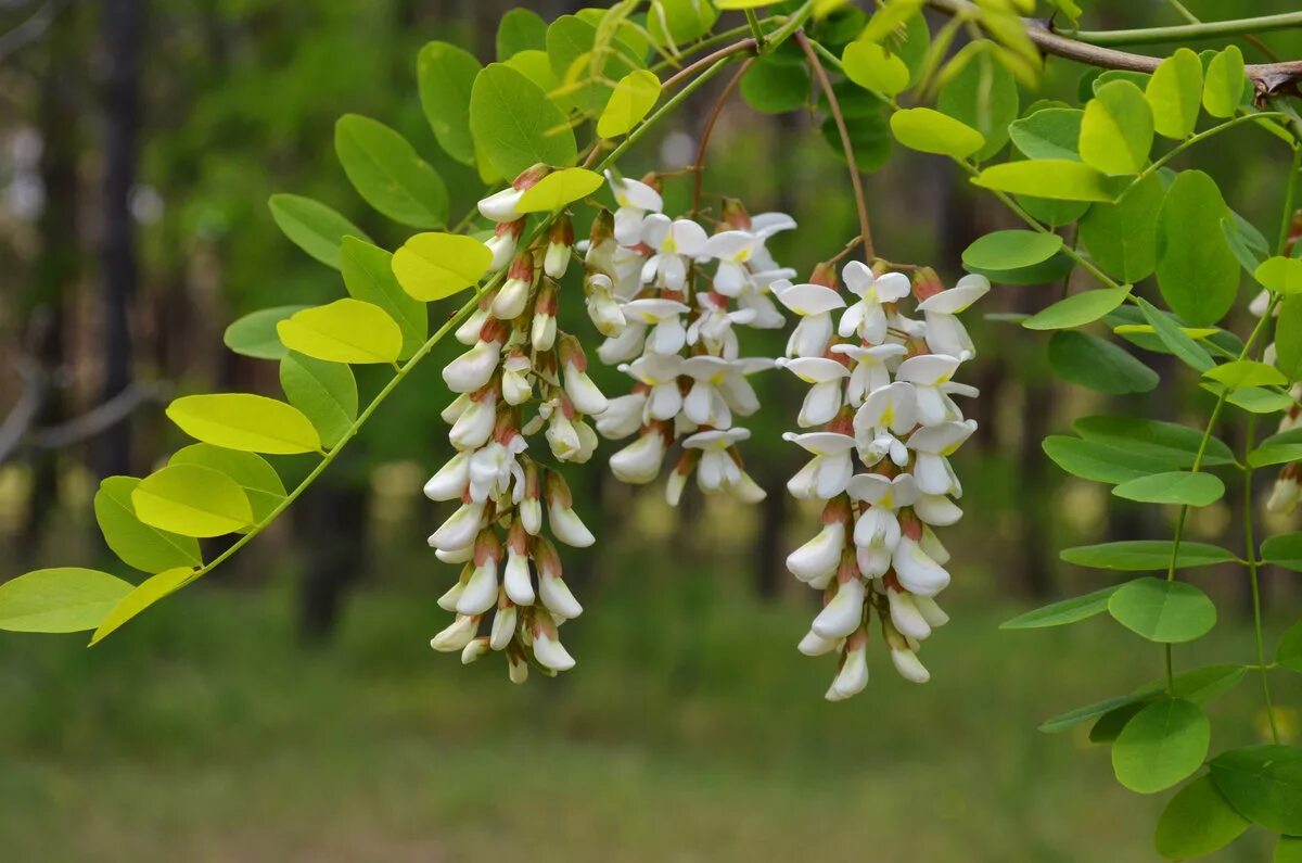 Акация белая (Робиния). Акация белая (Робиния псевдоакация) (Robínia pseudoacácia). Белая Акация (Робиния псевдоакация). Белая Акация Робиния Лжеакация.