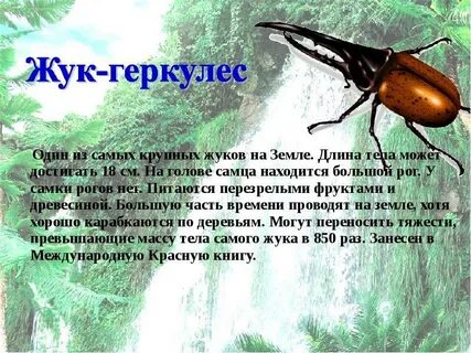 Где обитает жук геркулес из красной книги