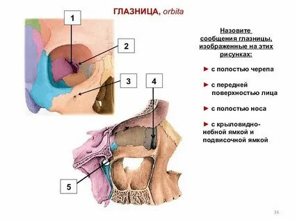 Глазница 228