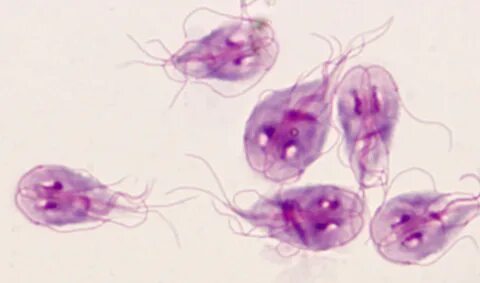 Giardia лямблия