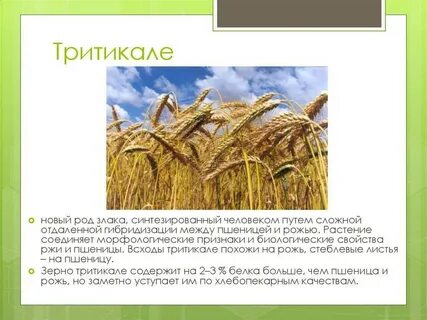 Роды злаковых