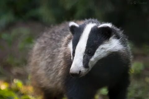 Badger