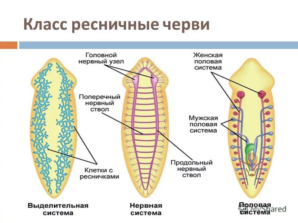 Система ресничных червей. Класс Ресничные черви планарии. Класс Ресничные черви система органов. Системы органов ресничных червей. Пищеварительная система класса ресничных червей.