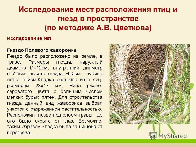 Вить гнездо. Гнезда разных видов птиц. Птица строит гнездо. Гнезда в норах. Найди информацию о птицах которые строят гнезда.