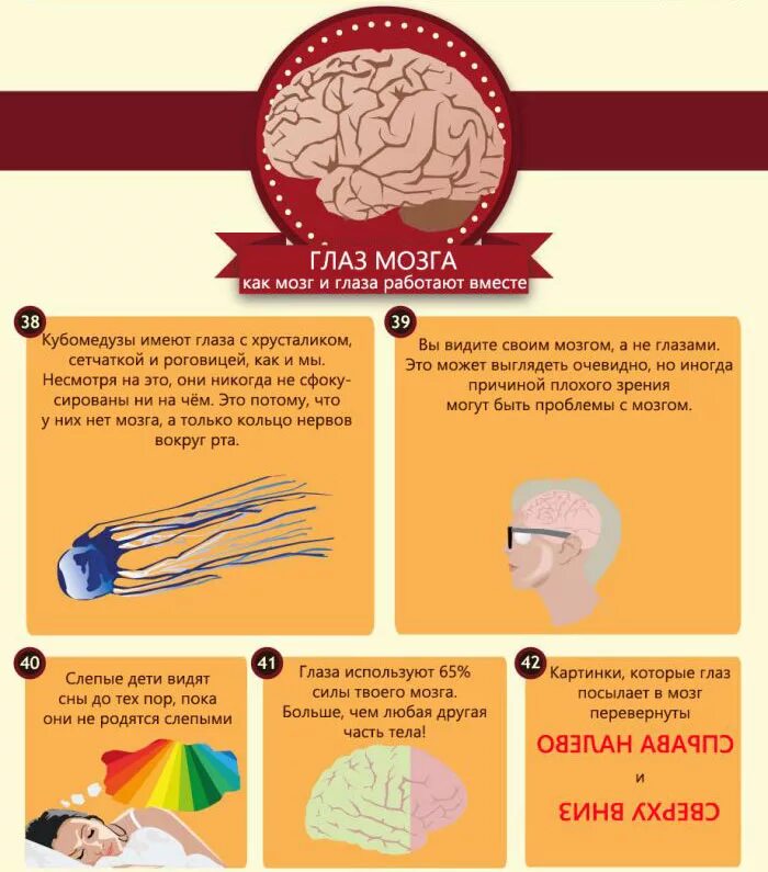 Глаза а мозг видит. Интересные факты о зрении. Интересные факты о глазах. Интересные факты о зрении человека. Необычные факты о глазах.