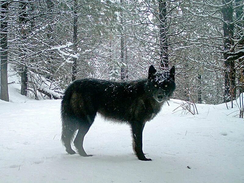 Канадский волк меланист. Хоккайдский волк. Гривинский волк. Черный волк.