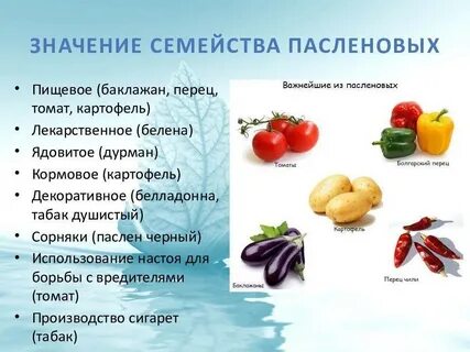 Что значит овощ человек