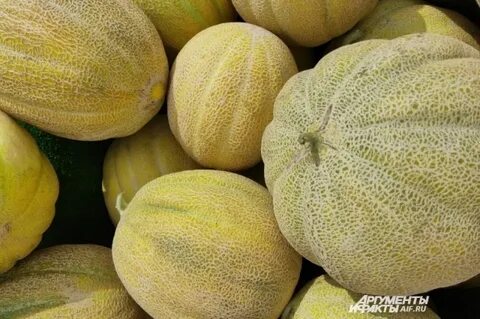 Какая дыня лучше