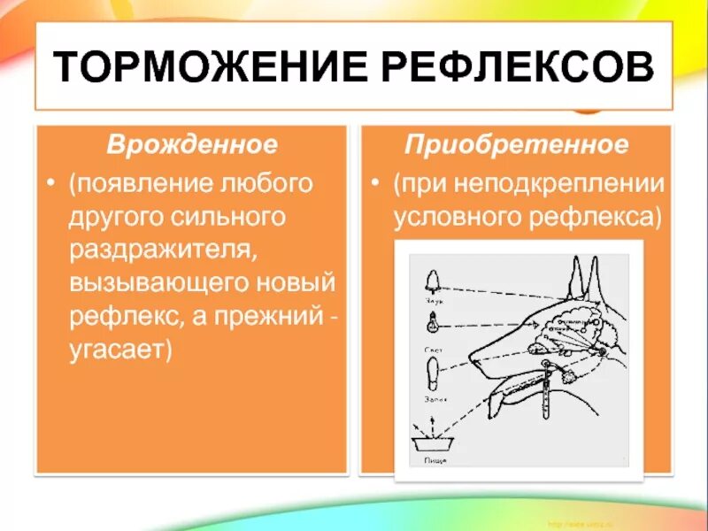 Врожденными являются рефлексы. Безусловное торможение условных рефлексов. Запредельное торможение условных рефлексов. Механизм внешнего торможения условного рефлекса. Врожденное торможение условных рефлексов.