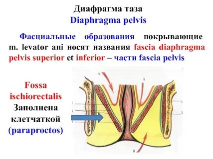 Fossa ischiorectalis