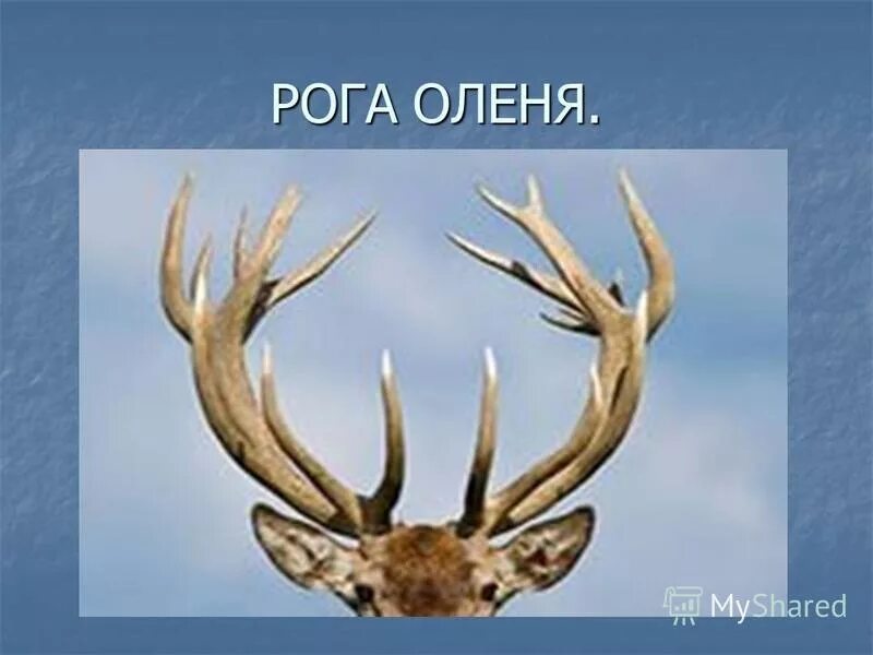 оленьи рога какое прилагательное. загадка про оленя для детей. загадка о олене. оленьи рога какое прилагательное. олененок однокоренные слова.
