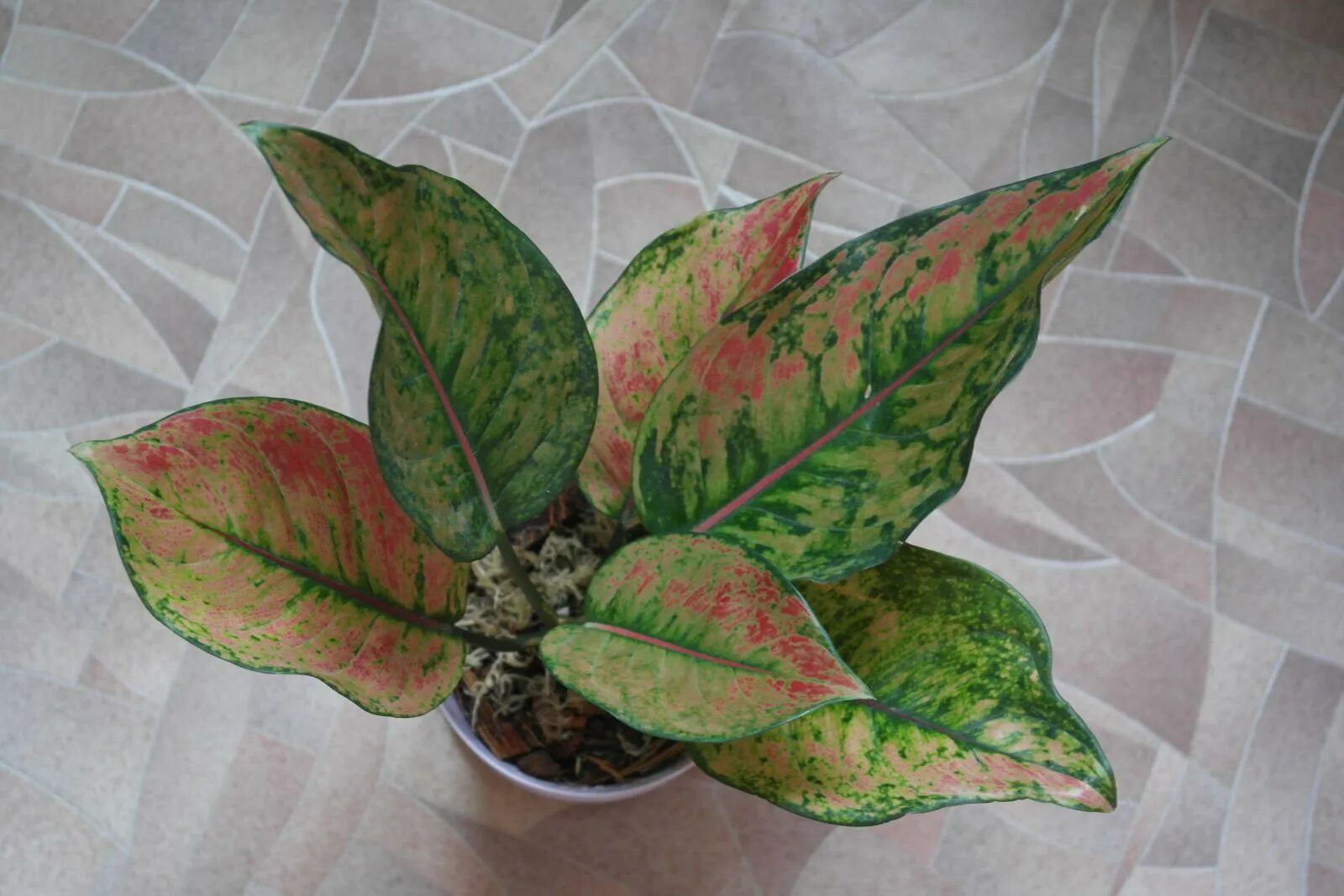 аглаонема тутанхамон. аглаонема ред драгон. аглаонема оранж стар. аглаонема дракон. аглаонема черри.