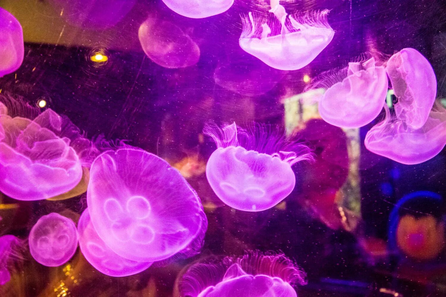 Почему много медуз. Медузы. Розовая медуза. Много медуз. Подводный мир медузы.