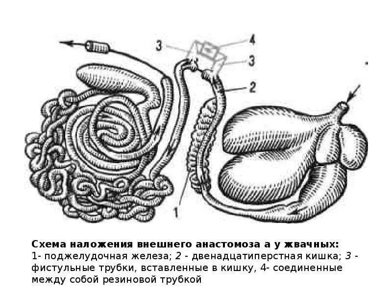 Слепая кишка кролика. Строение кишечника кролика. Анатомия кишечника кролика. Кишечник курицы строение.