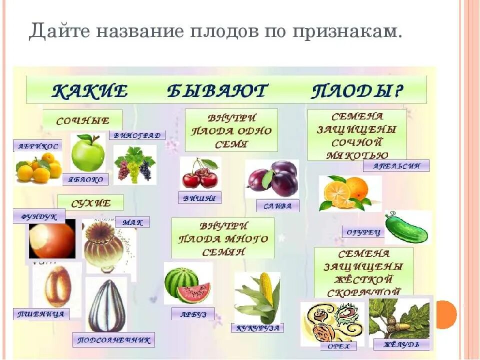 Многообразие семян. Плоды, классификация плодов 6 кл биология. Плоды растений. Виды плодов растений. Какие бывают плоды у растений.