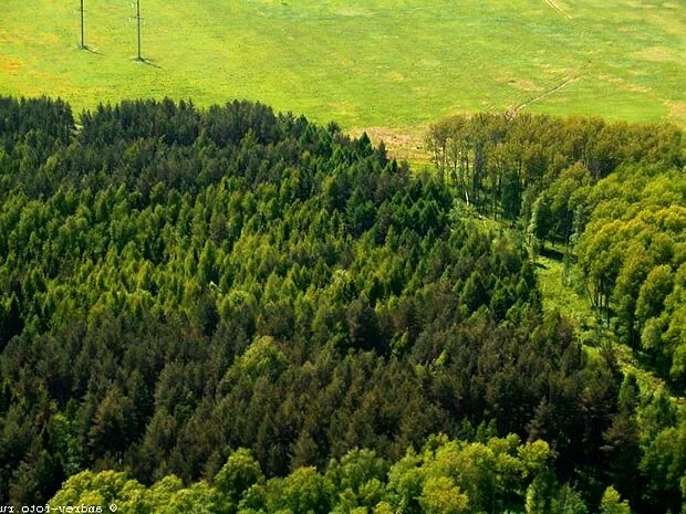 Восточно-европейская равнина Тайга смешанные широколиственные леса. Смешанные и широколиственные леса на Восточно европейской. Тайга лесостепь. Восточно европейская равнина лес. Почвы широколиственных лесов и лесостепей