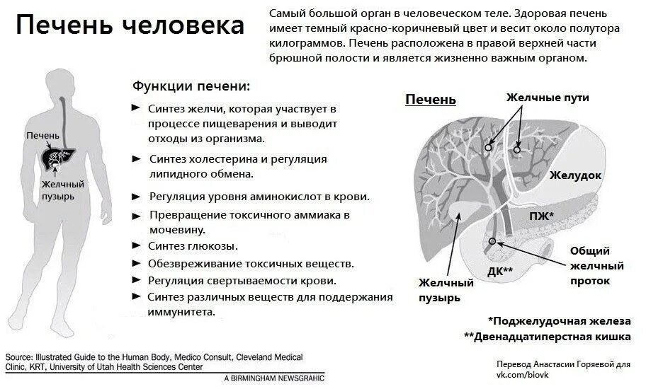 Характерные признаки печени. Печень человека функции в организме человека. Функции печени в организме человека таблица. Строение и функции печени человека кратко. Печень строение и функции кратко таблица.