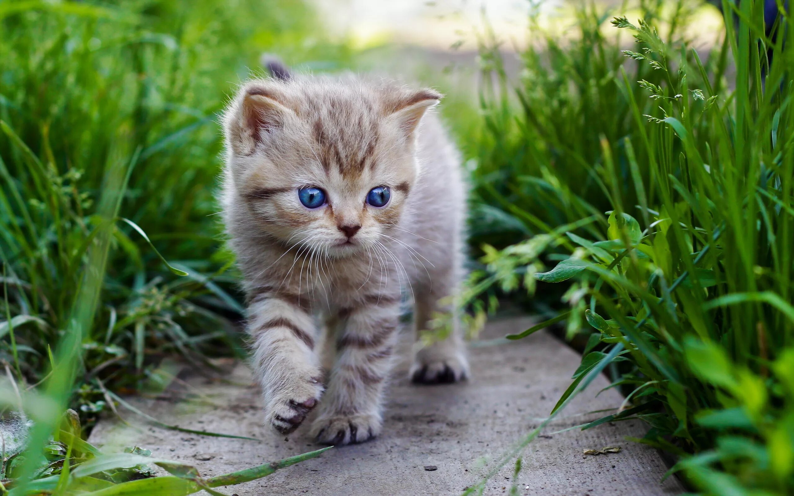 Бесплатные живые кошки. Красивые котята. Красивые котики. Картинки котят. Заставка на рабочий стол котята.