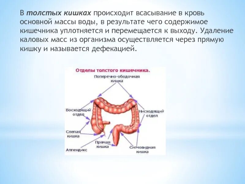 Кишечное содержимое