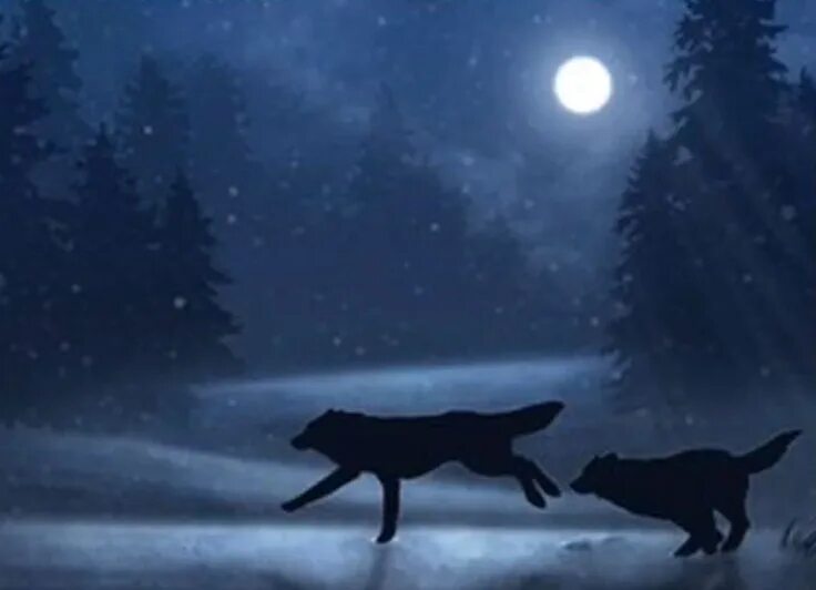 Волк в ночи. Тень волка. Бегущая с волками. Тени Волков. Ночь волков читать