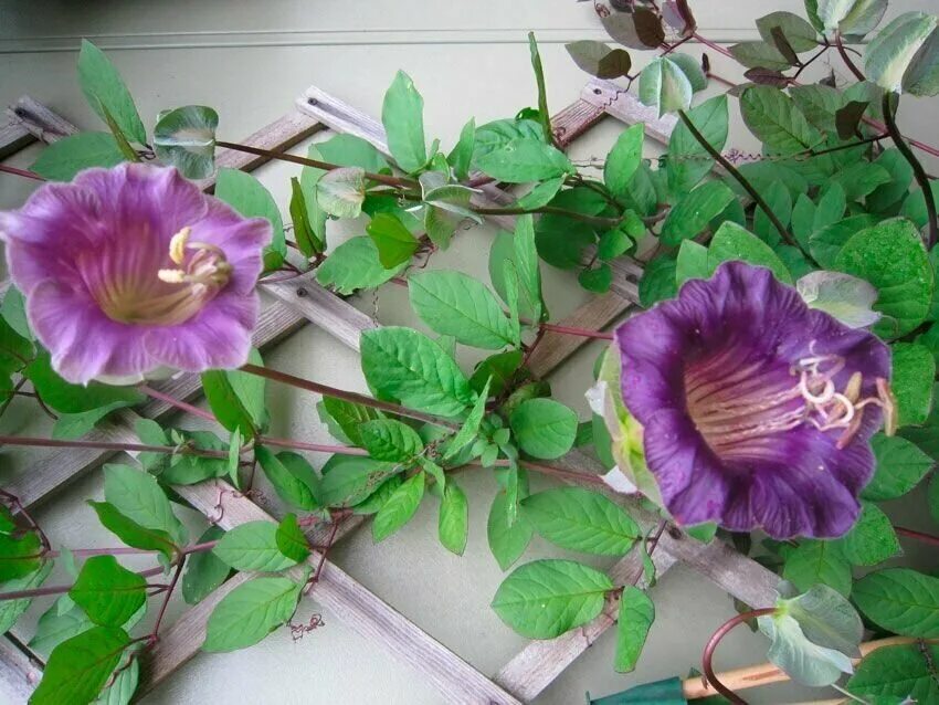 кобея цветок. кобея лазающая фиолетовая. цветок кобея лазающая. кобея фиолетовая. кобея лазающая выращивание из семян.