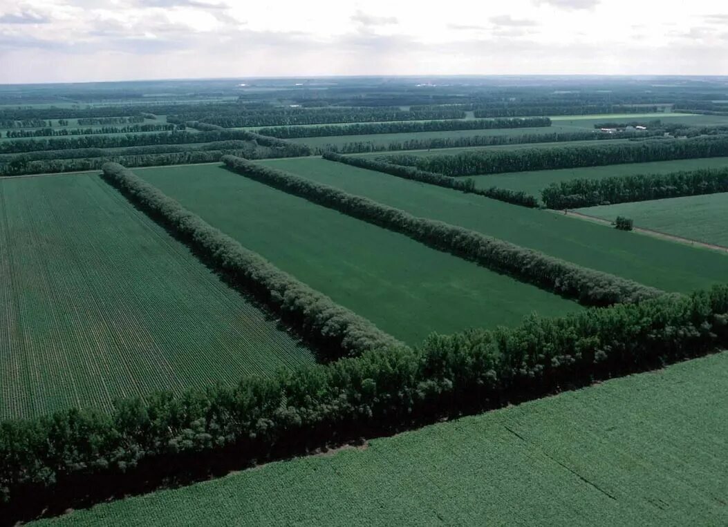 Пастбищезащитная агролесомелиорация. Лесополосы алтайского края. Посадка полезащитных лесных полос. Полезащитные лесные полосы. Лесозащитная полоса белая калитва пенза.