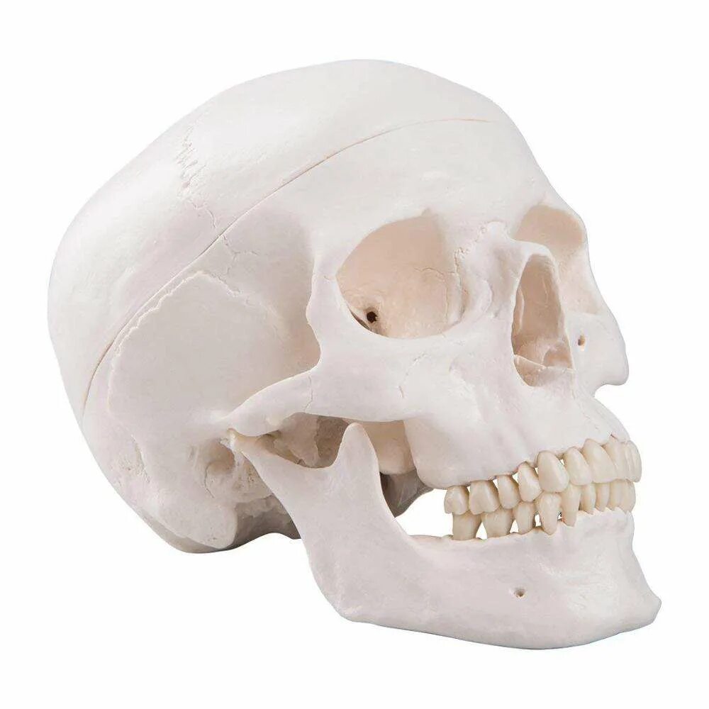 Череп муляж. Модель черепа человека. Череп анатомия. Нижняя челюсть с черепом подвижные
