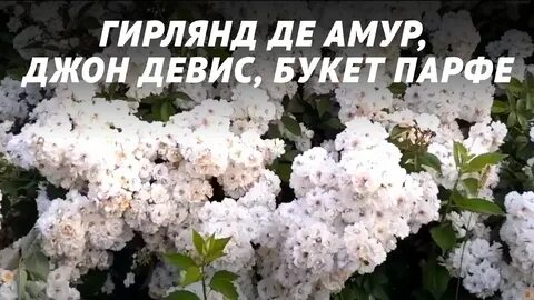 Гирлянд де амур отзывы