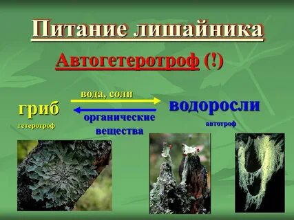 Водоросль в лишайнике по типу питания
