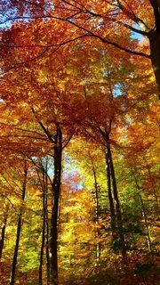 Fall but