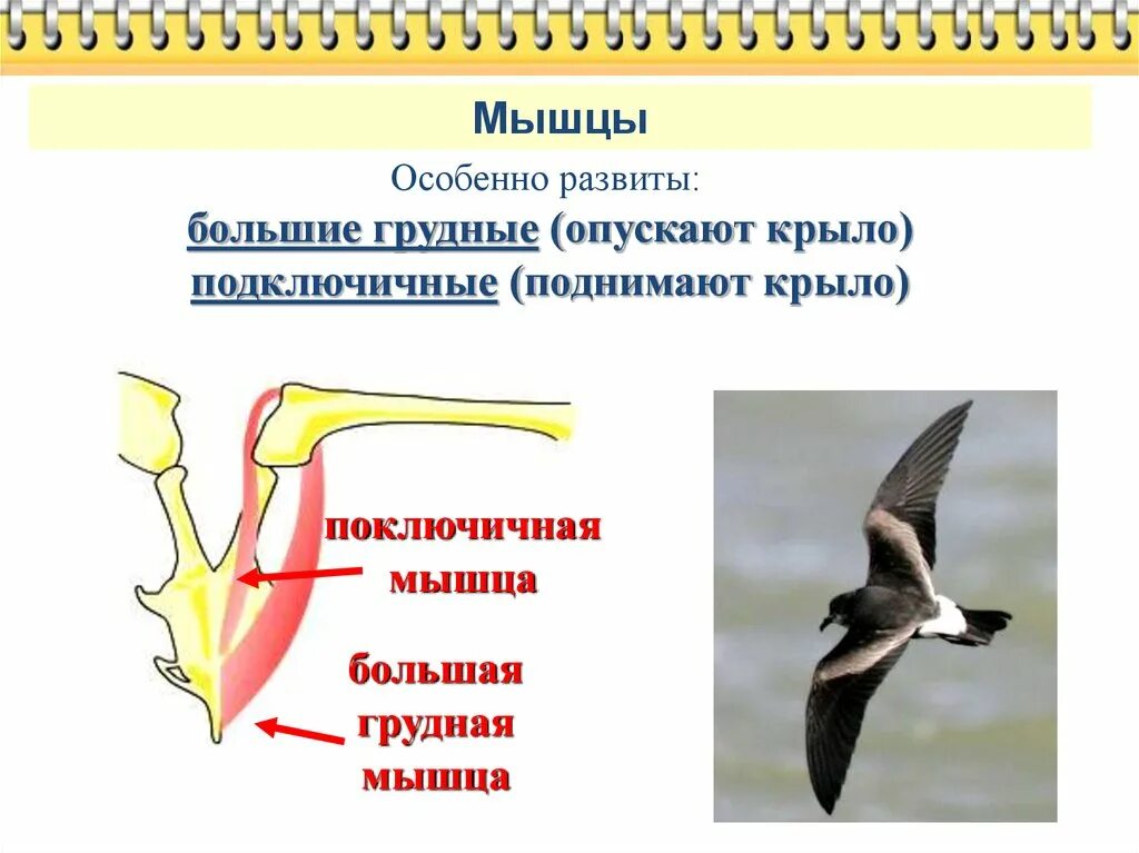 Особенности скелета и мускулатуры птиц. Опорно двигательная система птиц мускулатура. Мышцы птиц. Птица с мускулами. Мышцы поднимающие и опускающие крыло.