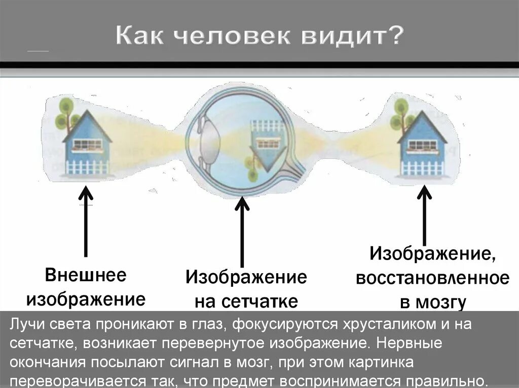 Мы видим перевернутое изображение. Глаз видит перевернутое изображение. Почему мы видим перевернутое изображение. Зрение человека перевернуто.