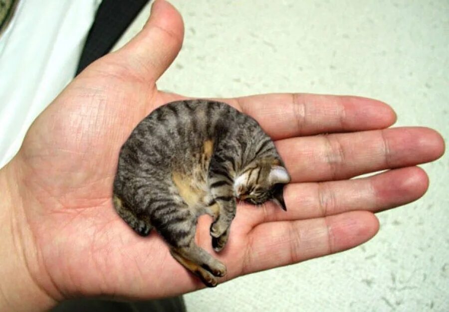 Лягушка микроквакша. Самая маленькая кошечка. Очень маленькие улитки. Котик размером с палец. Хомяки джунгарики детеныши.