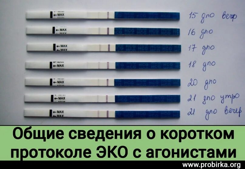 Короткий протокол эко. Короткий протокол при эко. Короткий протокол эко с агонистами. Эко короткий протокол по дням цикла. По дням коротком протоколе