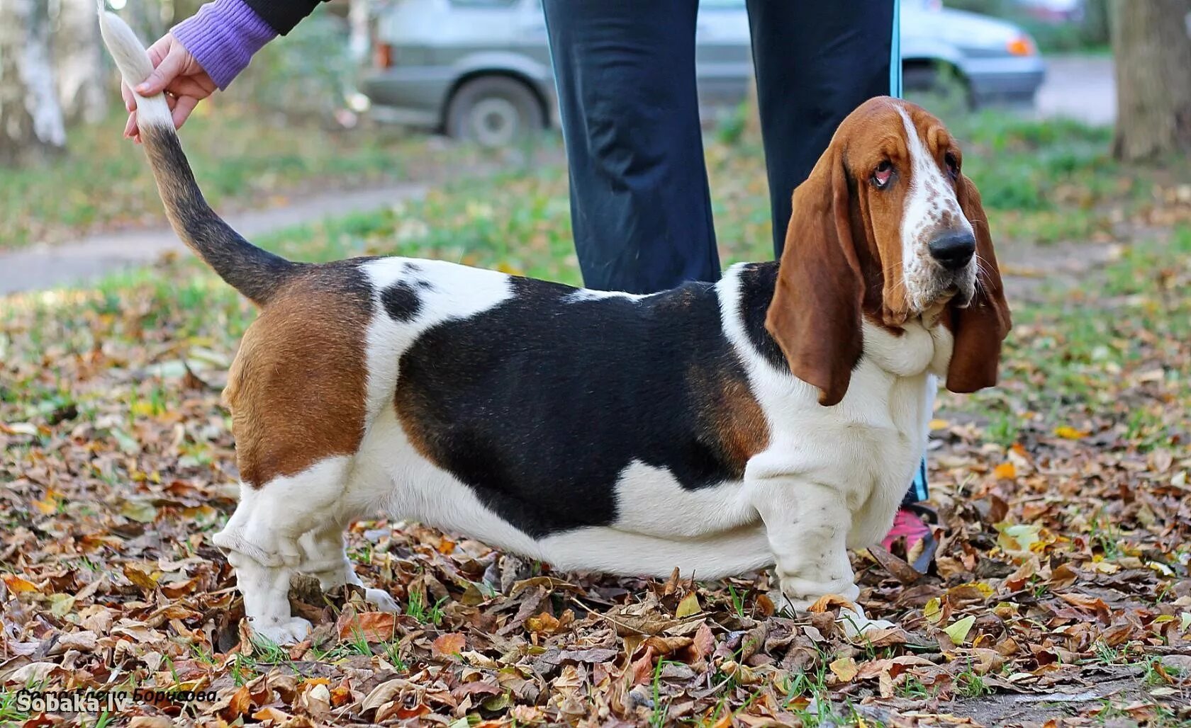 Un tremendo porte de caballero por parte de este Basset. Basset hound puppy, Bas