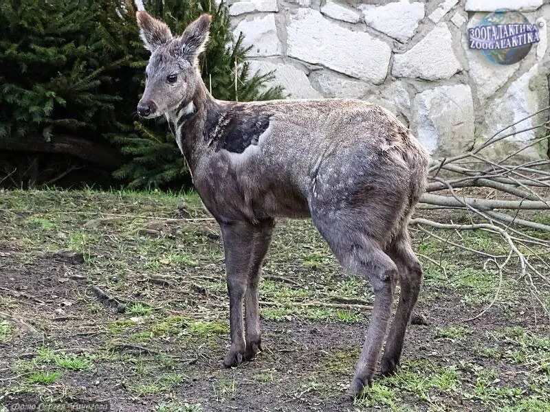 Сибирская кабарга. Сахалинская кабарга. Сахалинская кабарга Moschus moschiferus sachalinensis. Кабарга (Moschus moschiferus).