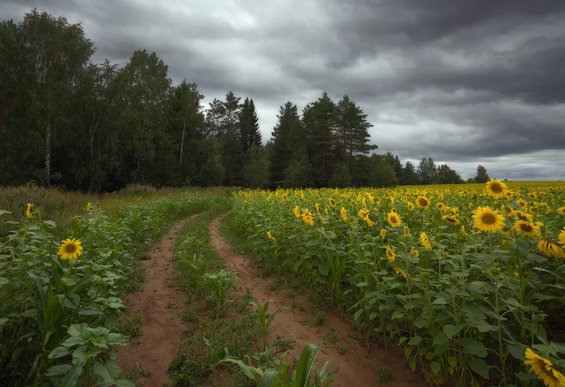 Поле в реальном времени. Подсолнухи в деревне. поле подсолнухов. поле деревня. поле подсолнухов в деревне.