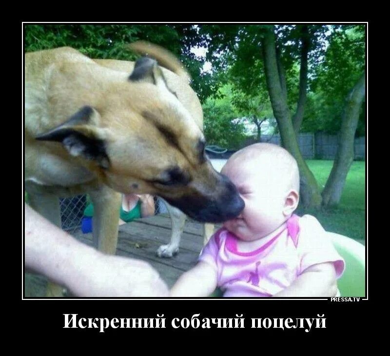 Бачу собачью. Поцелуй с собакой. собачий поцелуй. поцелуй собаки и человека. бачу поцелуй собачью.